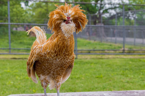 Padova Chicken