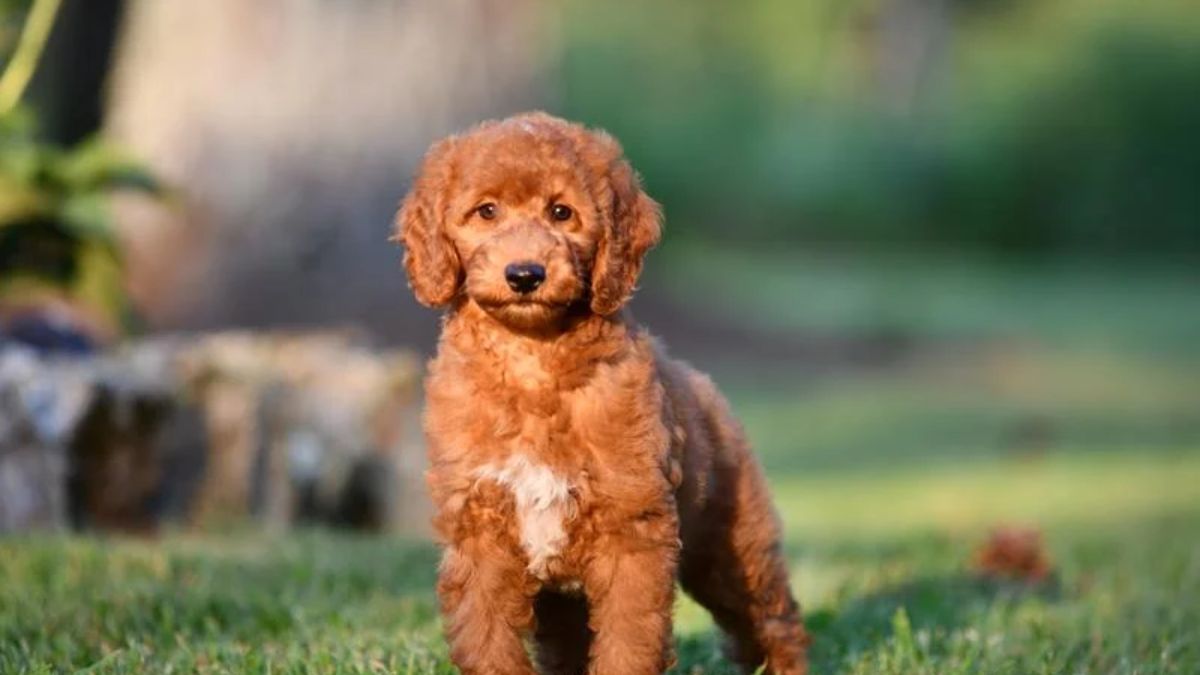 Mini Goldendoodles