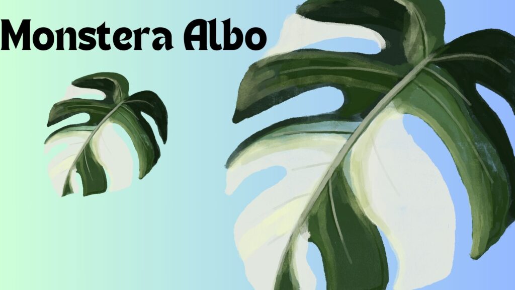 Monstera Albo