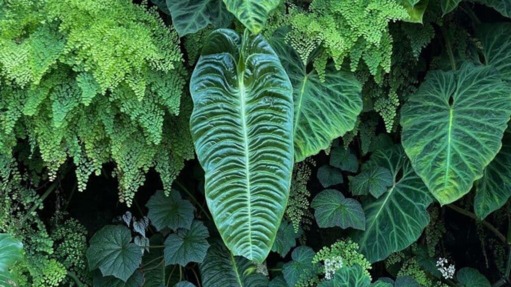 Anthurium Veitchii