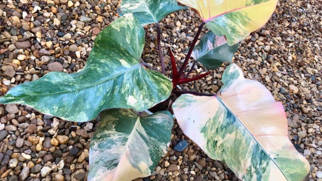 Strawberry Shake Philodendron