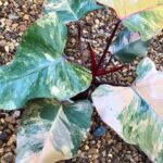 Strawberry Shake Philodendron