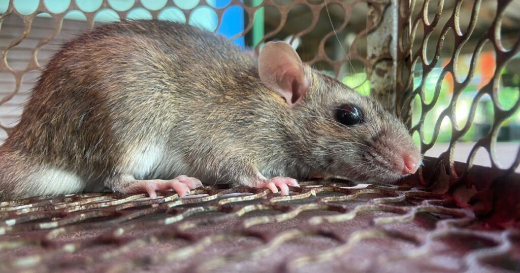 Commercial Rat Infestation Solutions