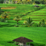 Tractor Farming