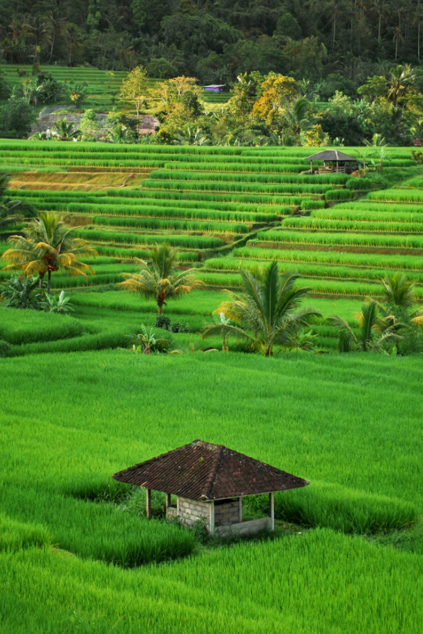 Tractor Farming