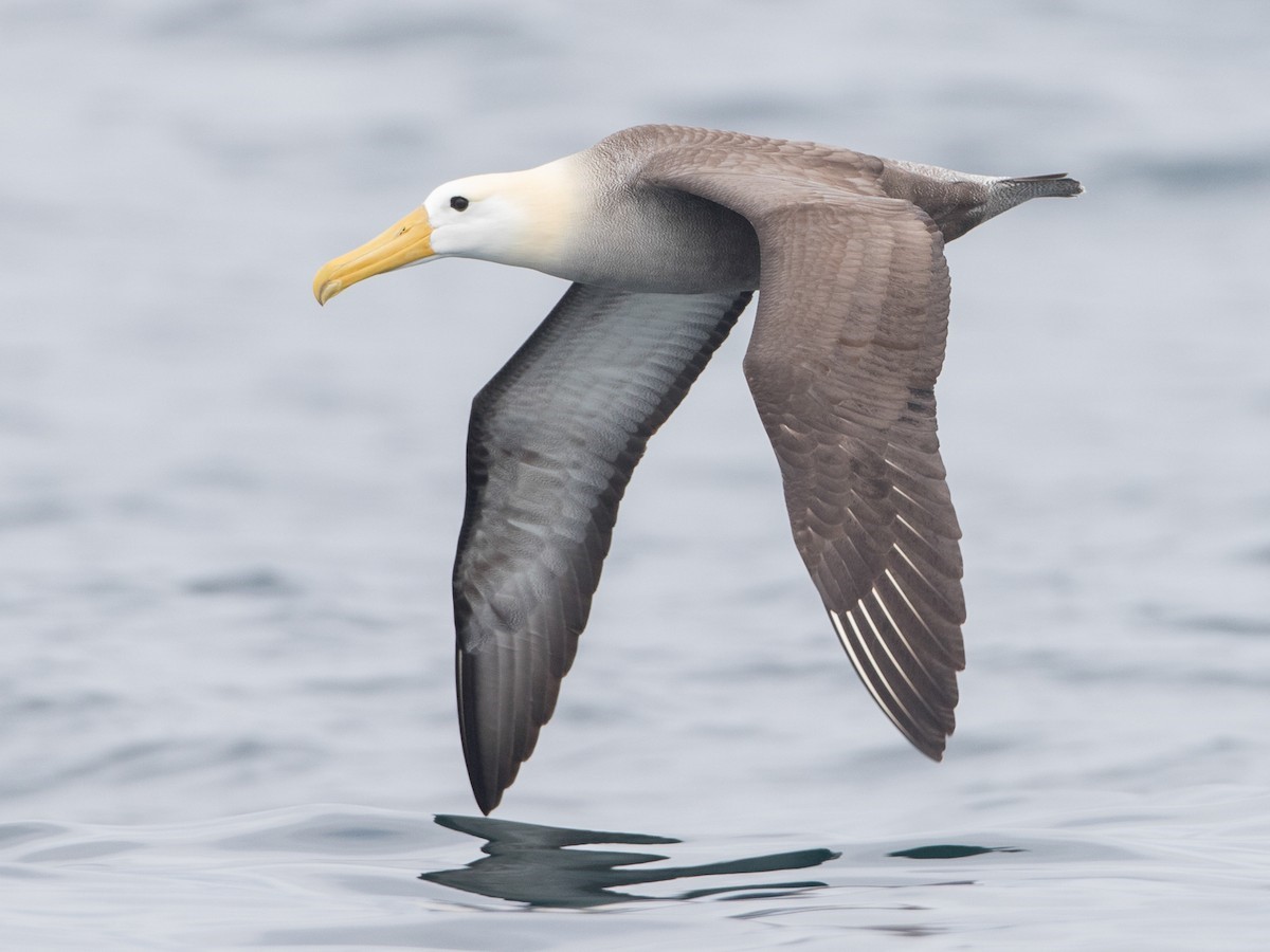 Longest Living Bird