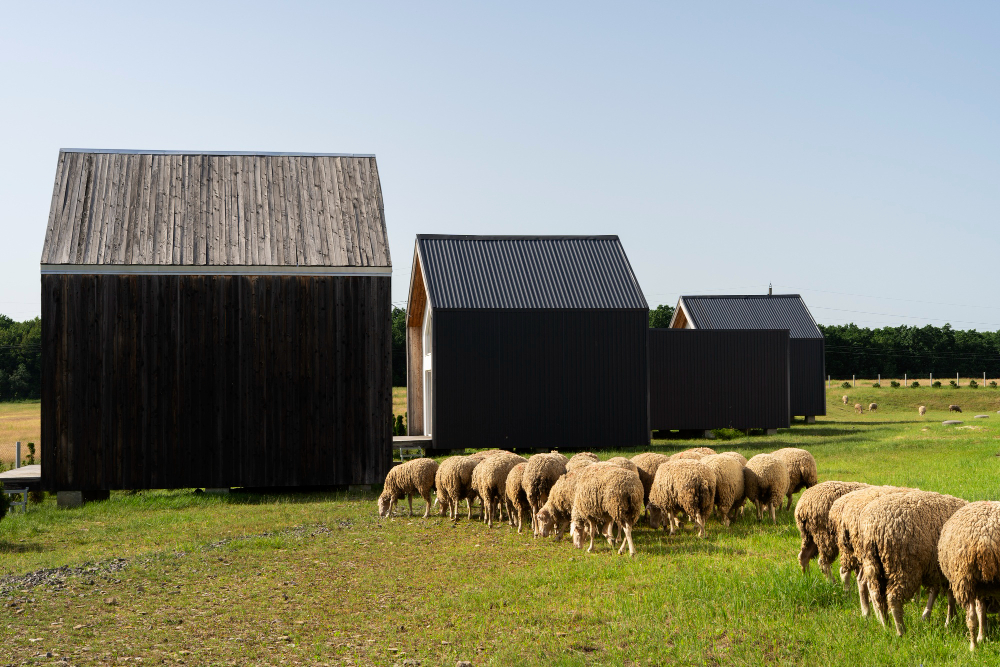 Shed Barns