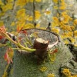 Red Spotted Gum