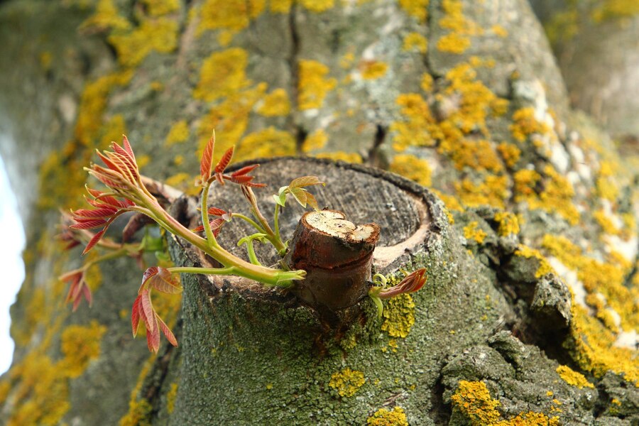 Red Spotted Gum