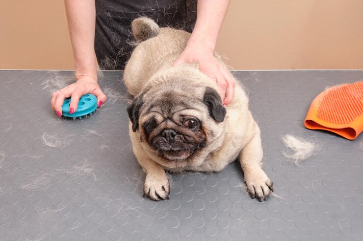 Pug Shedding