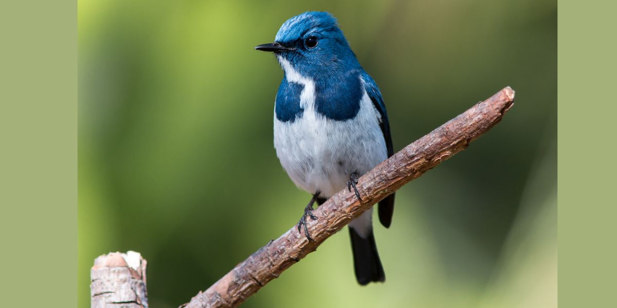 Shore Birds of Italy