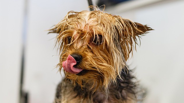 Dog Groomers