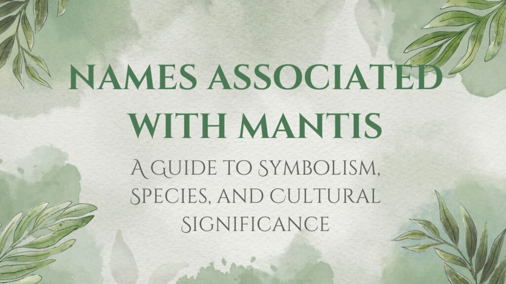 names associated with mantis