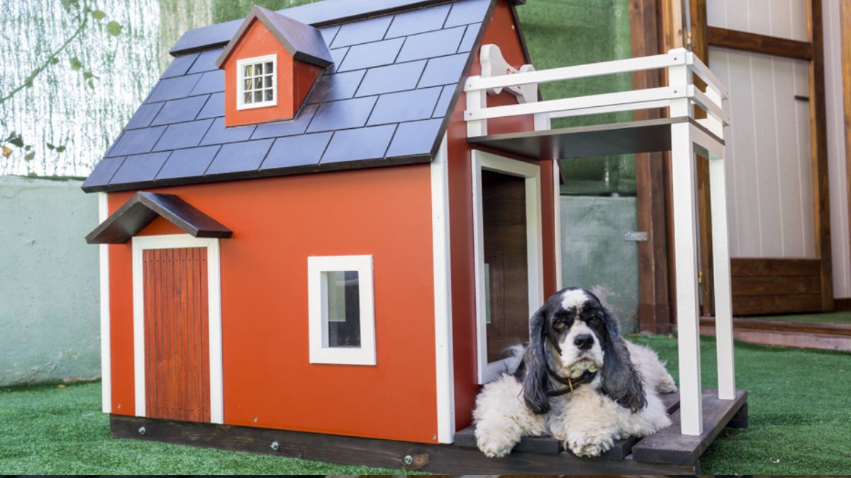 Large Outdoor Dog Kennel