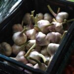 Marketing Garlic Products in Local Communities