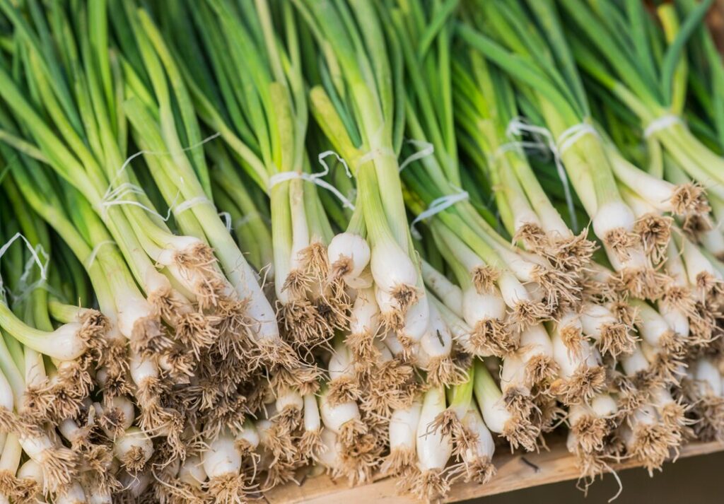 How to Grow Garlic in a Hydroponic Garden