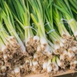 How to Grow Garlic in a Hydroponic Garden