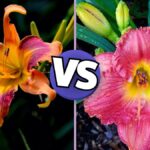 True Lily vs Daylily