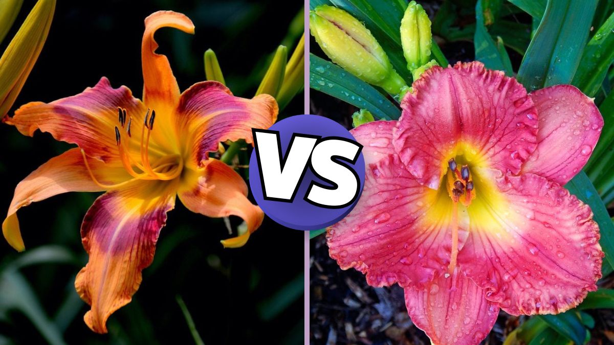 True Lily vs Daylily