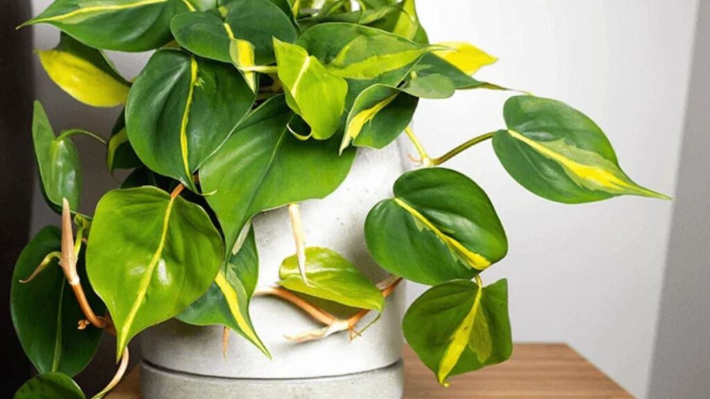 Philodendron Brasil