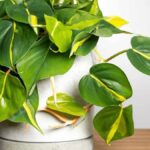 Philodendron Brasil