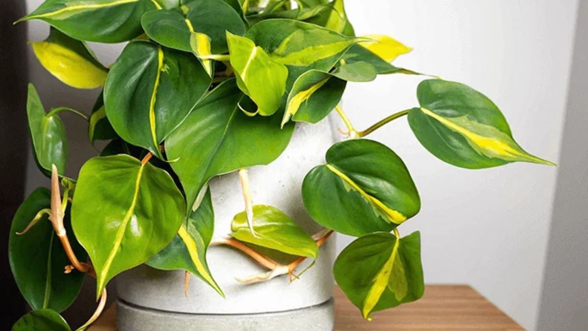 Philodendron Brasil