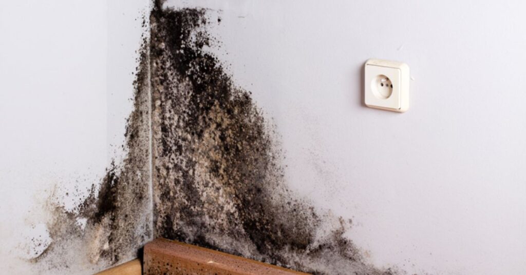 Preventing Mold