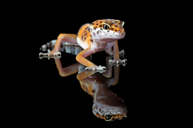 Gargoyle Gecko