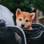 Travel with Pets