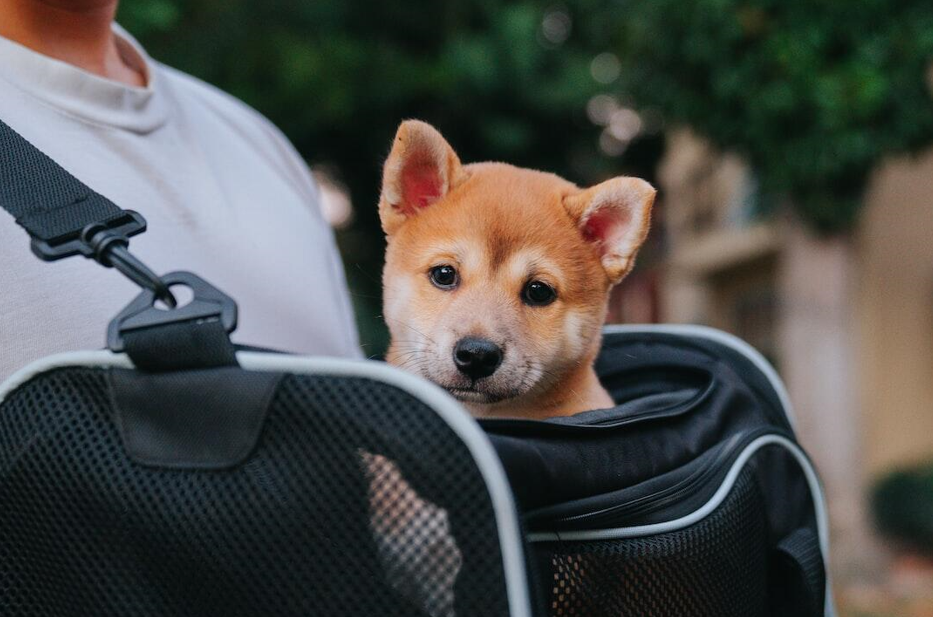 Travel with Pets