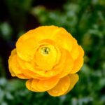 5 Plants Like Buttercups