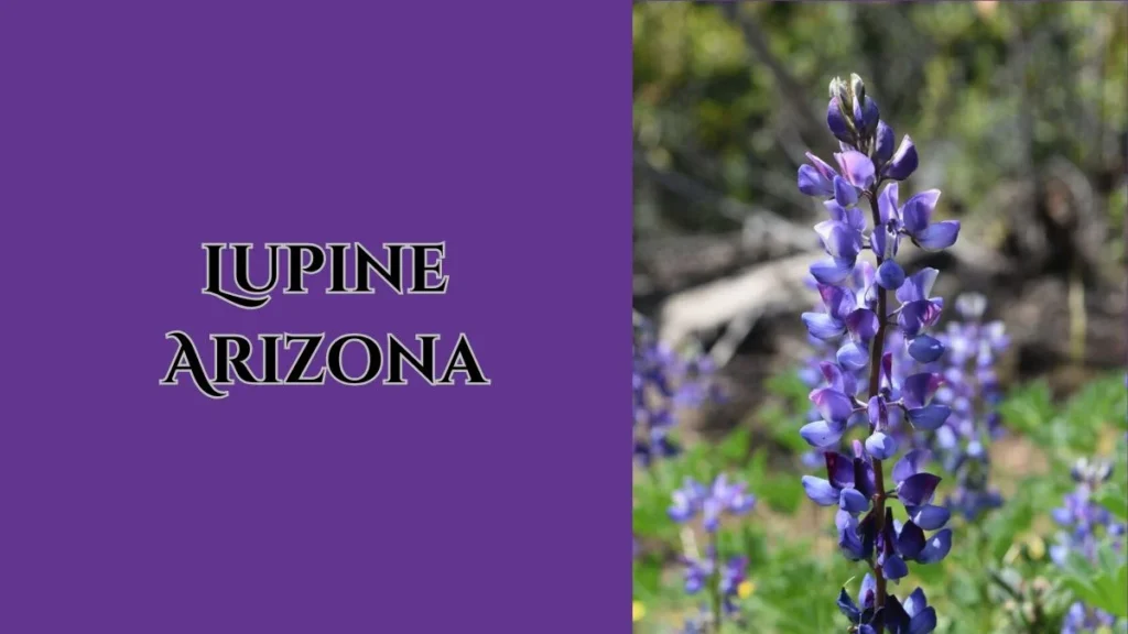 Lupine Arizona