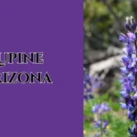 Lupine Arizona