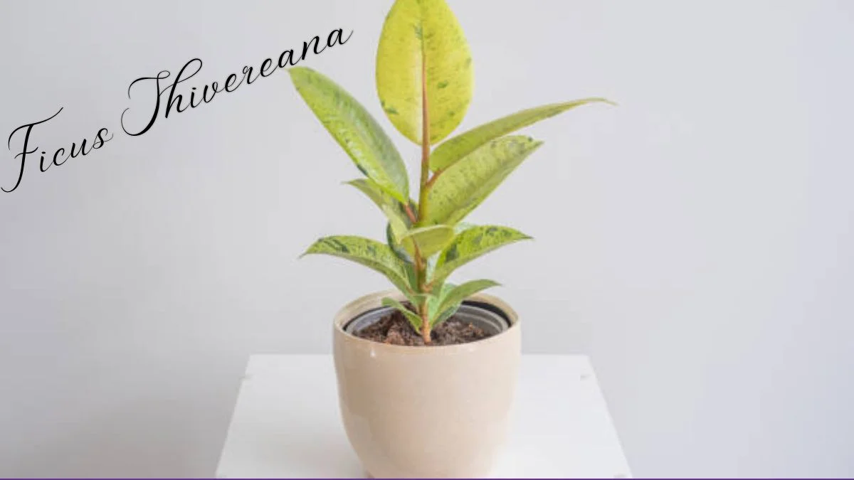 Ficus Shivereana