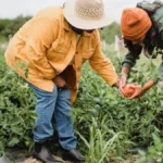 Food Forests AND Regenerative Gardening