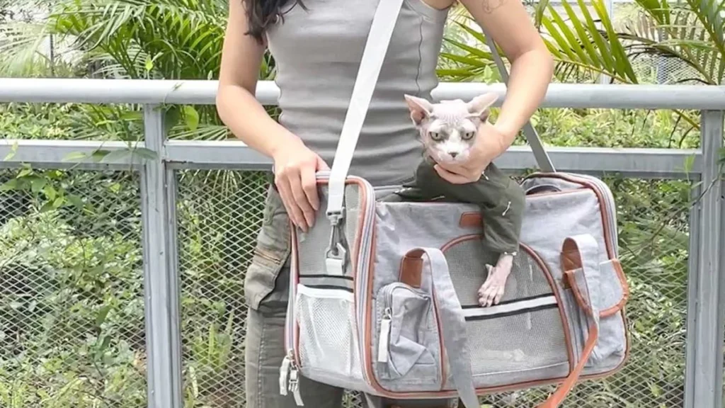 Do Cats Like Being in Carriers?