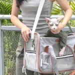 Do Cats Like Being in Carriers?