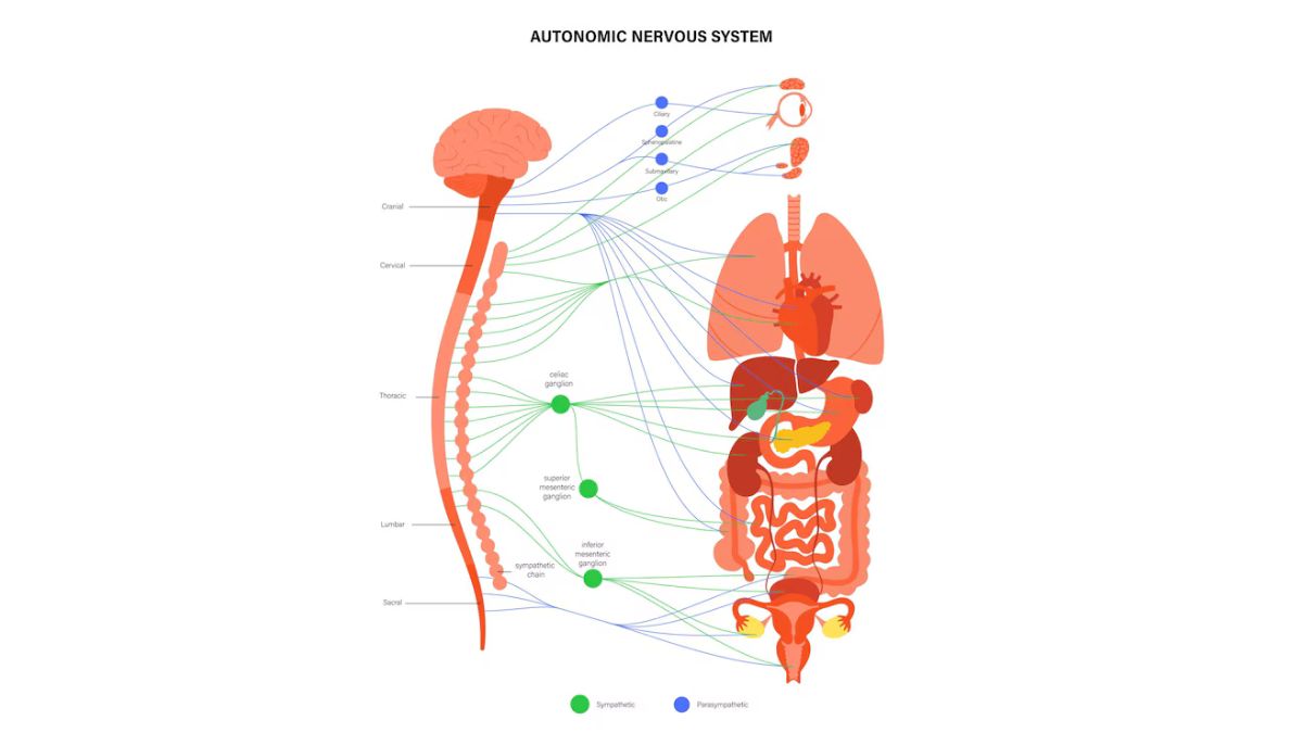 Spinal Manipulation