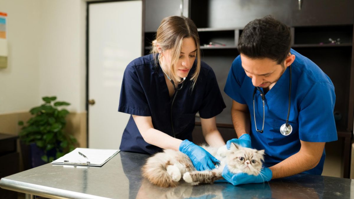 Veterinary Marketplace