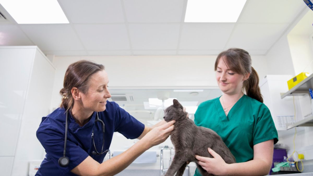 Pet First Aid Certification