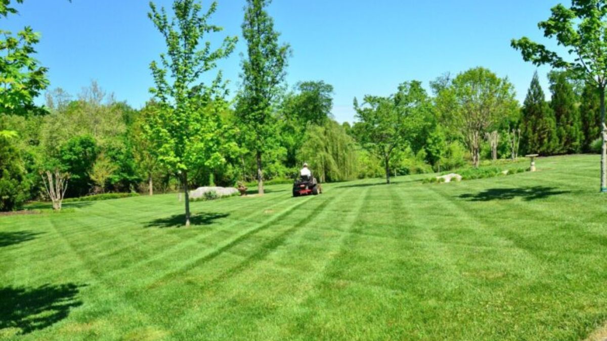 Lawn Resilience
