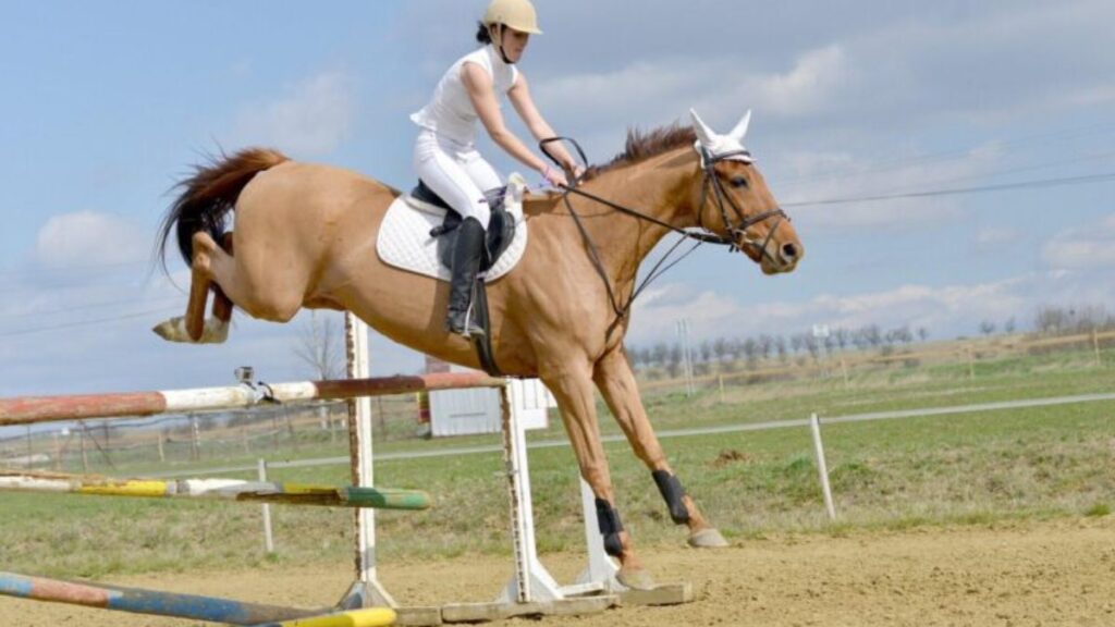 Equestrian Sports