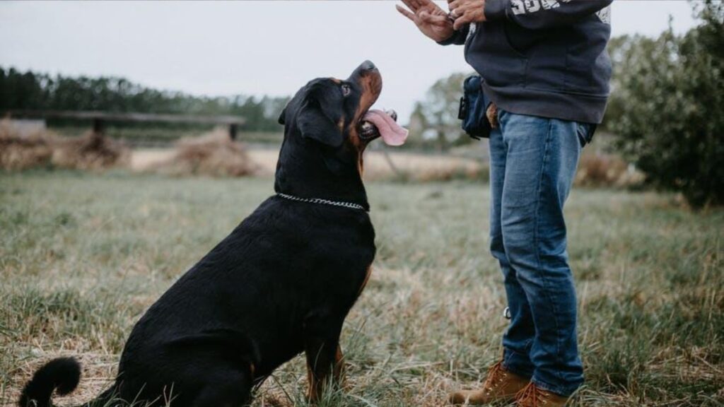 Urban Dog Training