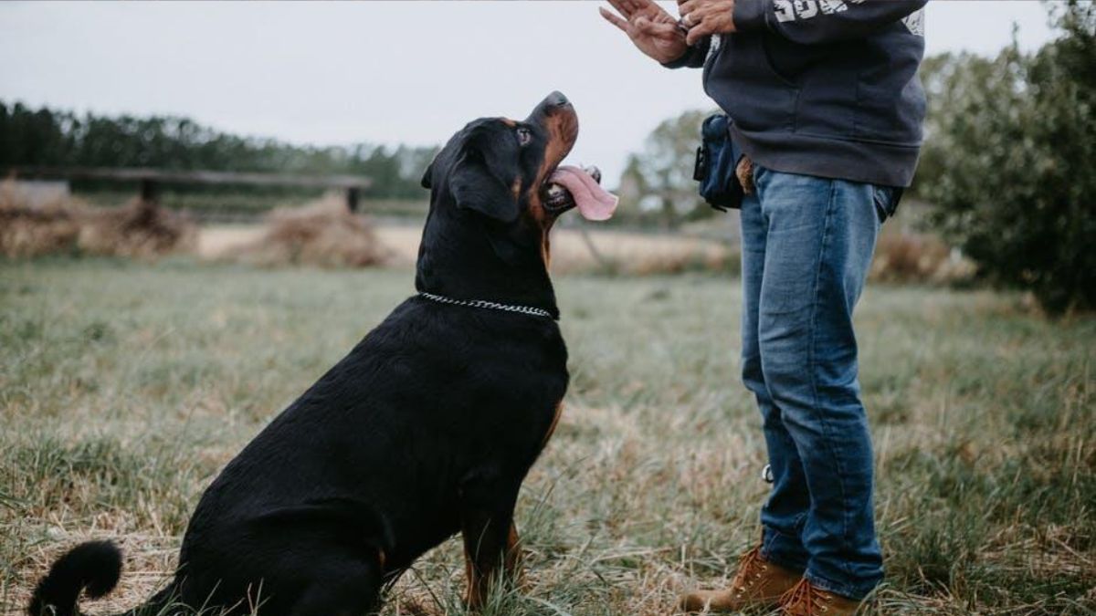 Urban Dog Training
