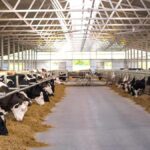 Cattle Housing