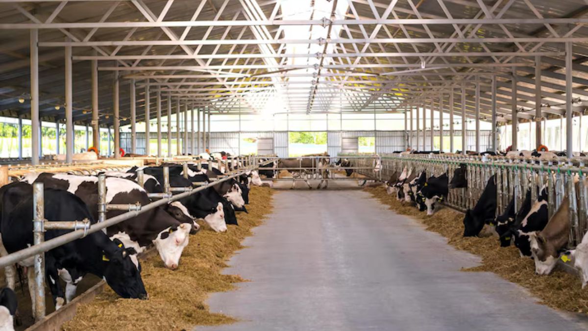 Cattle Housing