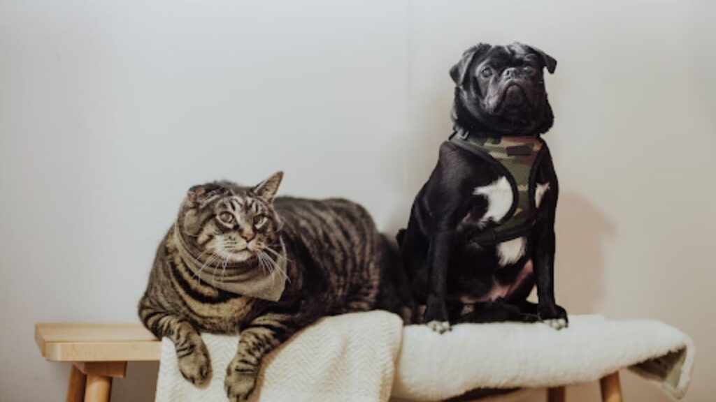 Pet Insurance