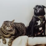 Pet Insurance