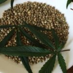 Cannabis Seeds