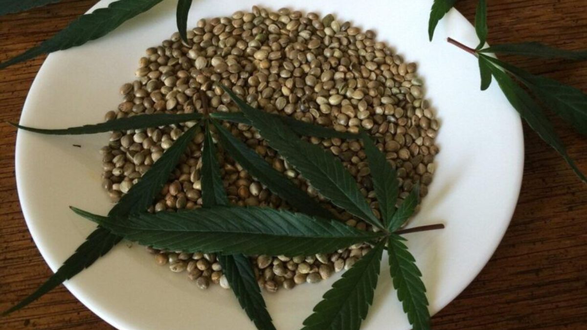 Cannabis Seeds